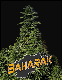 baharak