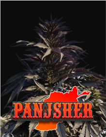 panjsher