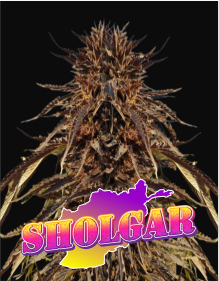 sholgar