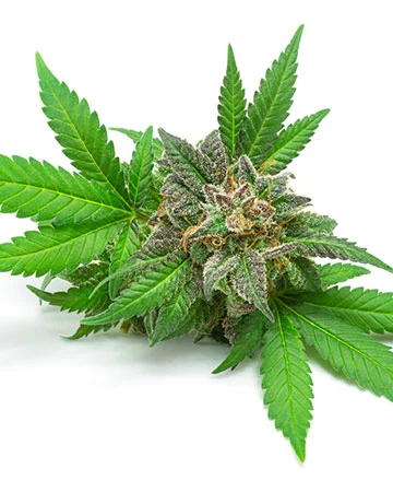 Afghan Auto