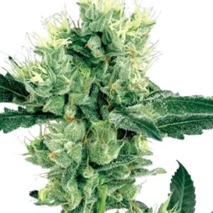Afghan Auto