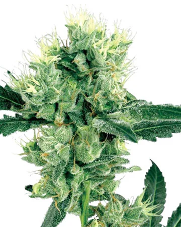 Afghan Auto
