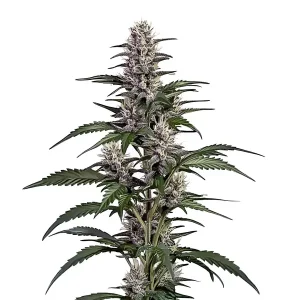 Afghan Autoflower