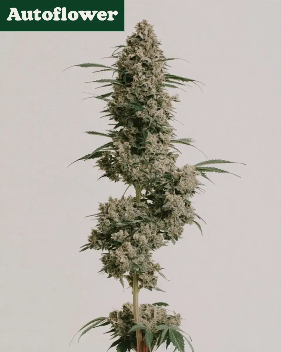 Afghan Autoflower