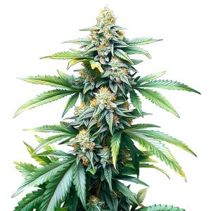 Afghan Kush Regular