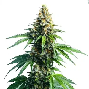 Afghan Kush blimburn