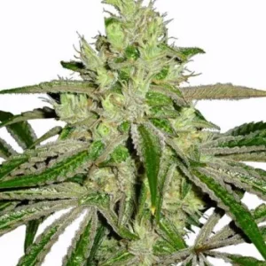 Afghan Regular Seeds