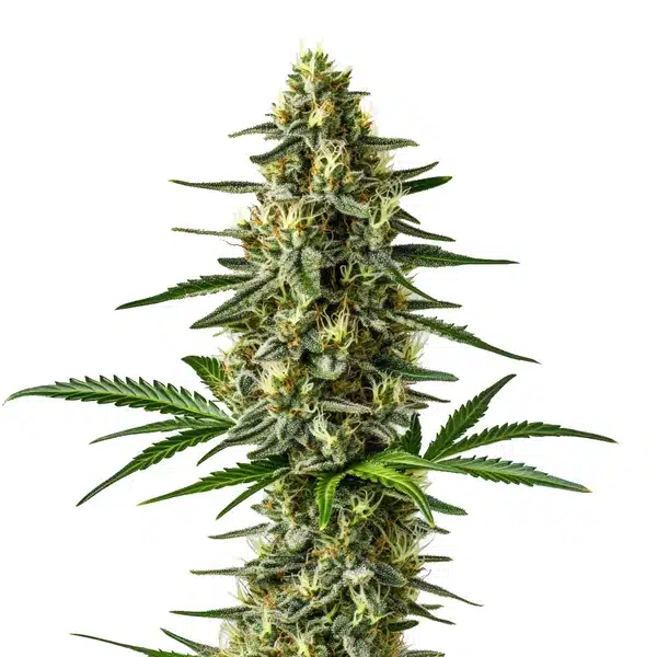 Afghan