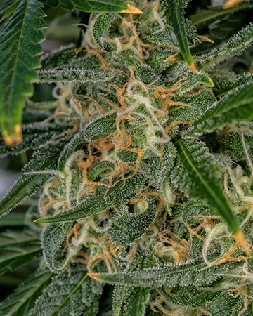 Afghani Kush