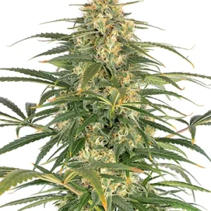 Afghani Kush