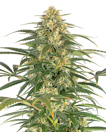 Afghani Kush
