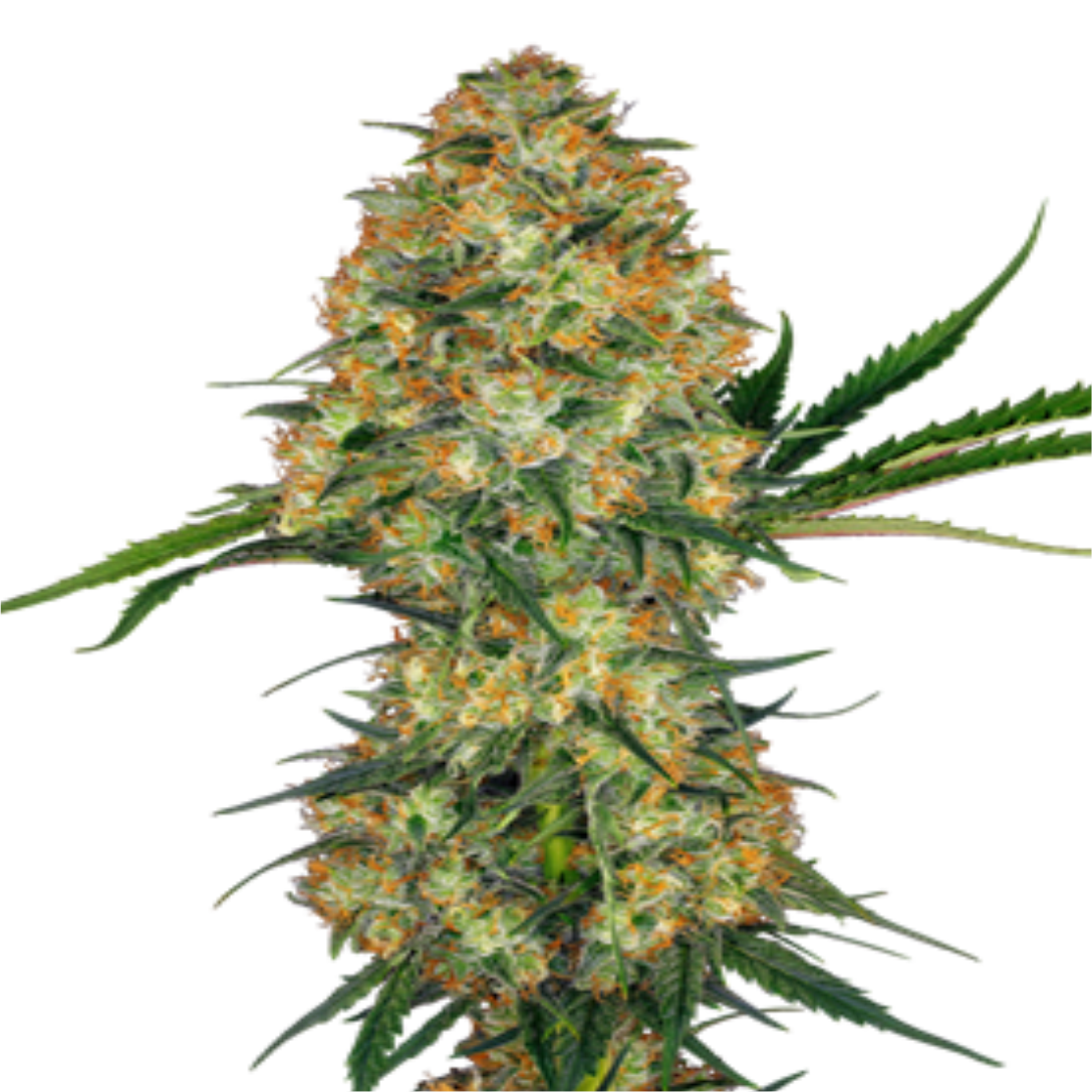 Hindu Kush