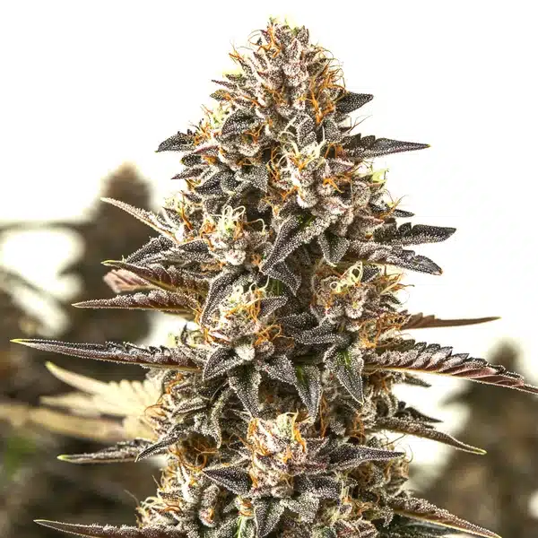 L.A. Confidential x Afghan Kush