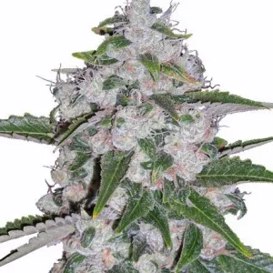 Mazar Feminized Seeds