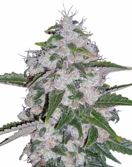 Mazar Feminized Seeds