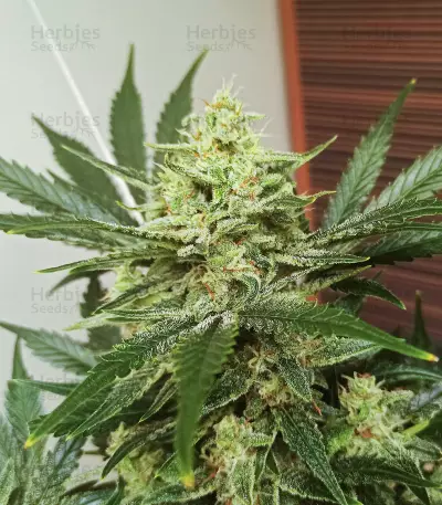 Original Afghan Kush Seeds