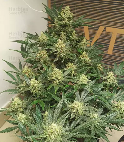 Original Afghan Kush Seeds