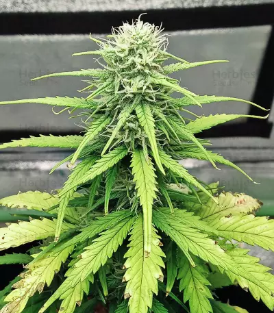 Original Afghan Kush Seeds