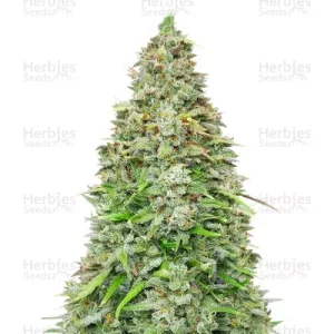Original Afghan Kush Seeds