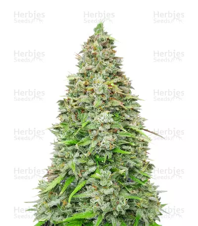Original Afghan Kush Seeds