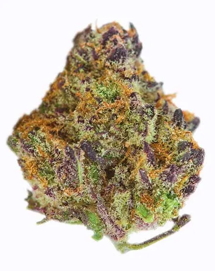 Purple Afghani Feminized Seeds