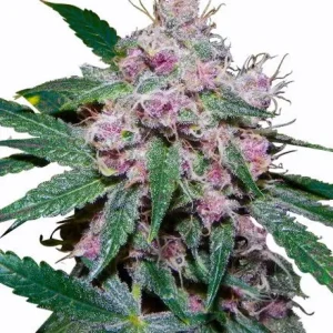 Purple Afghani Feminized Seeds