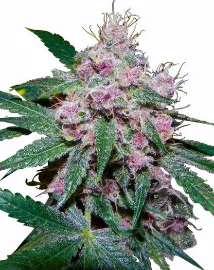Purple Afghani Feminized Seeds