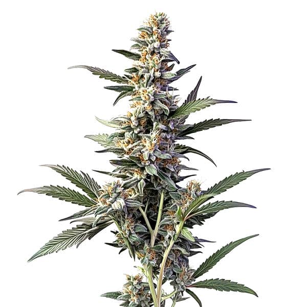 Sweet Afghan Delicious Autoflower F1
