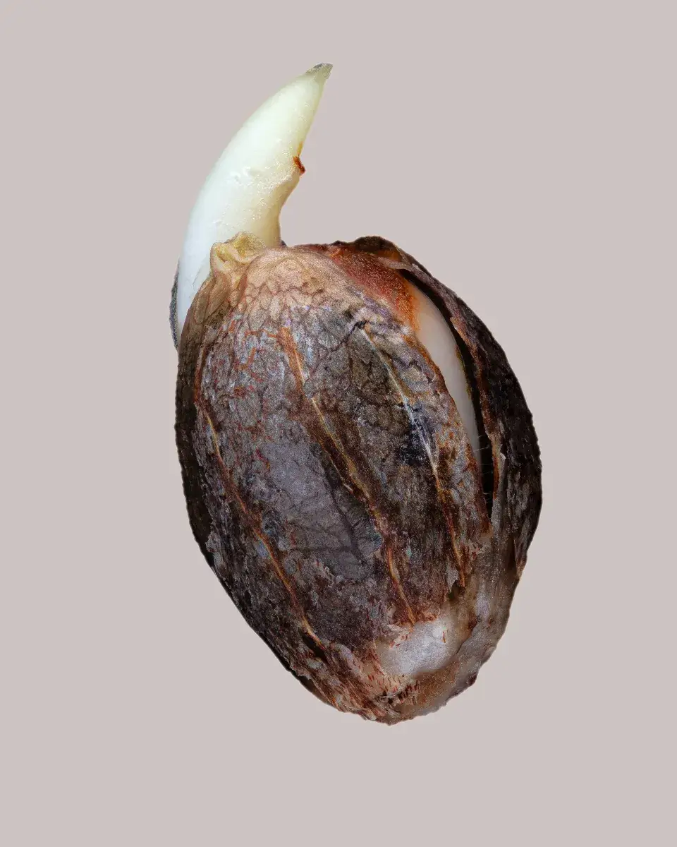 afghan seeds