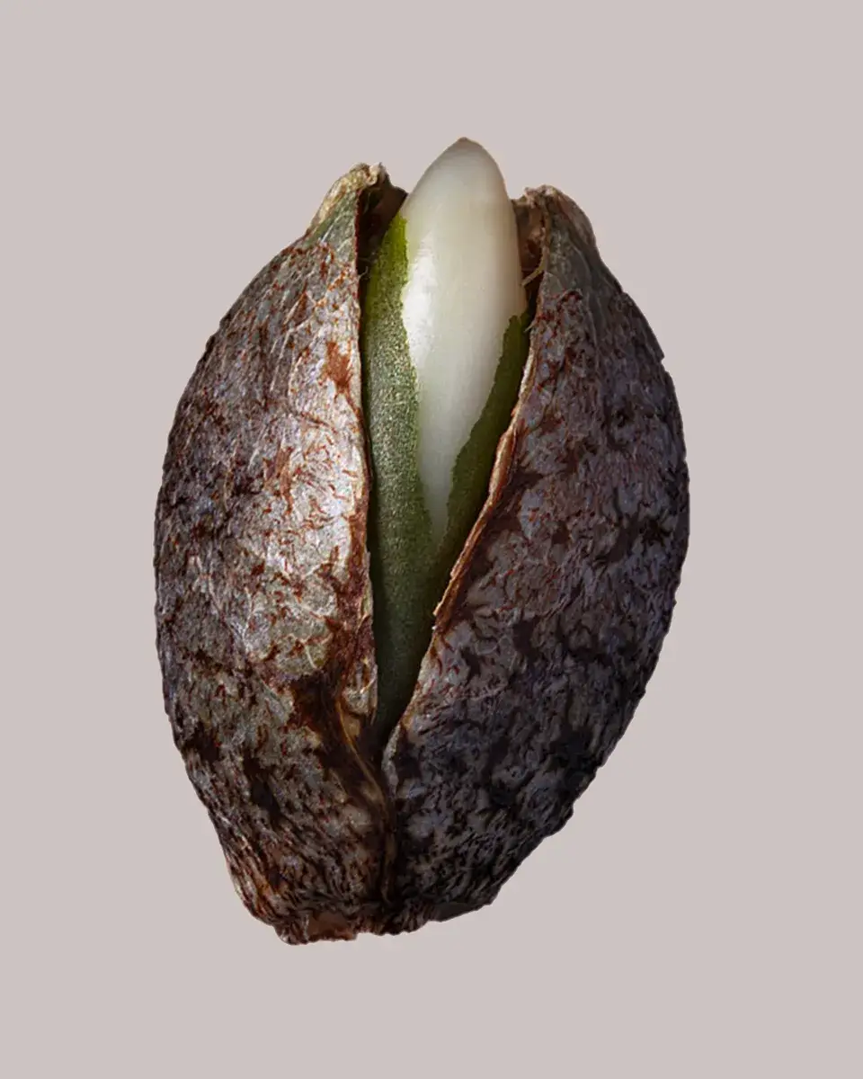 afghan seeds