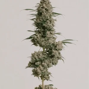 afghan seeds
