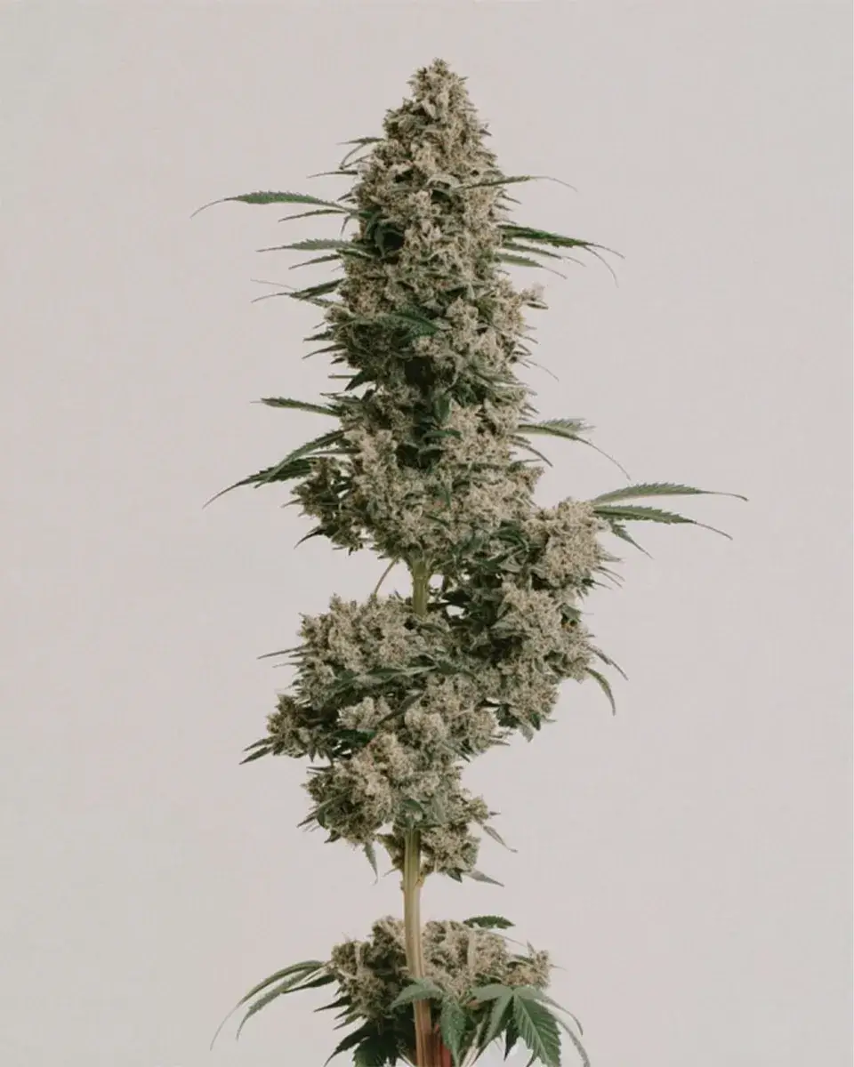 afghan seeds