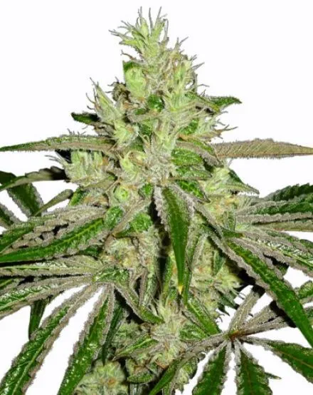 Afghan Feminized Seeds