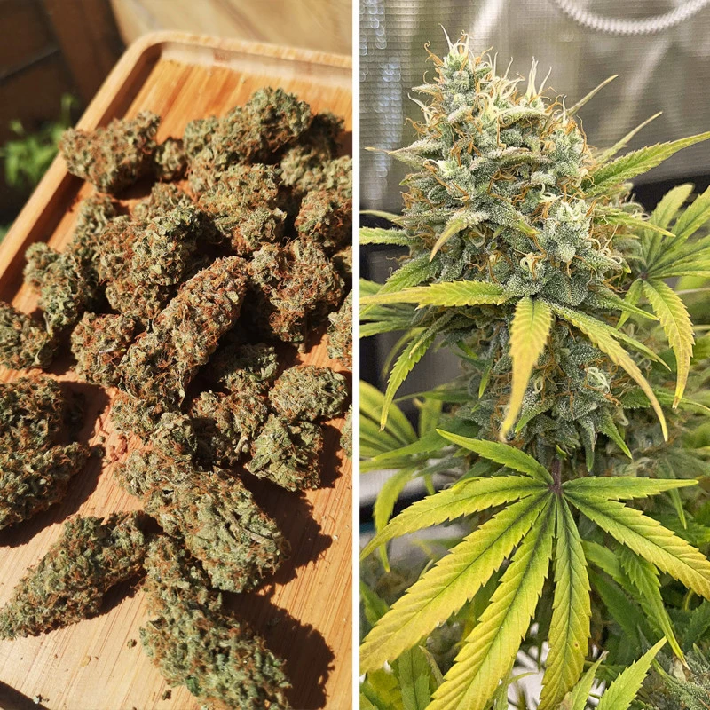 autobananablaze