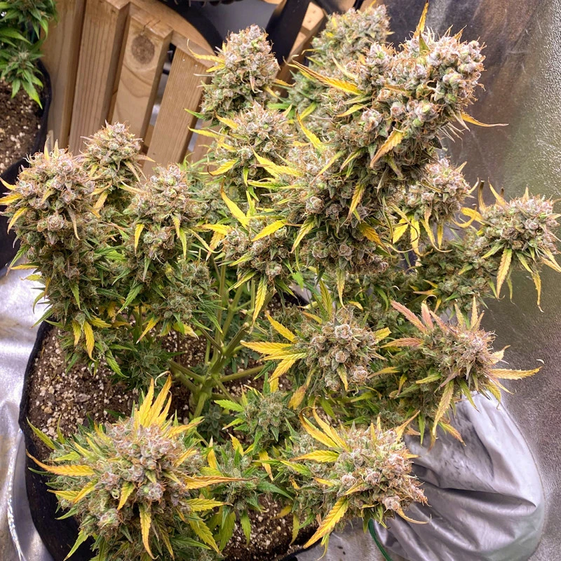 auto-night-queen