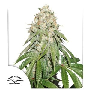 banana-blaze