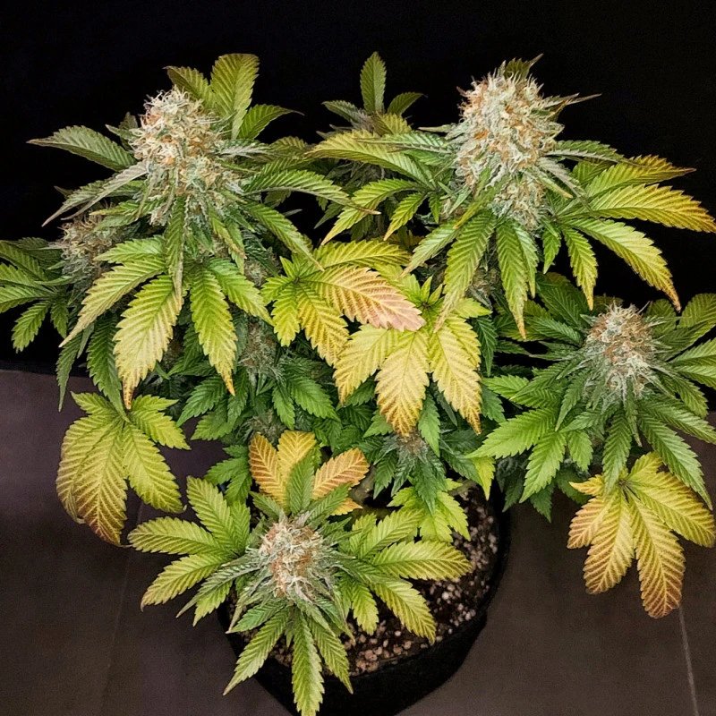 banana-blaze