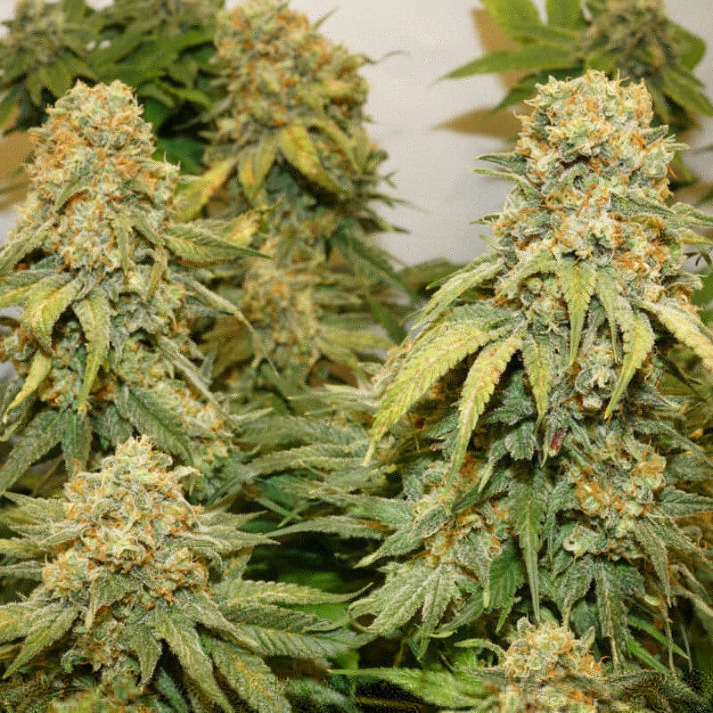 banana-blaze
