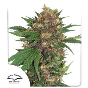 master-kush