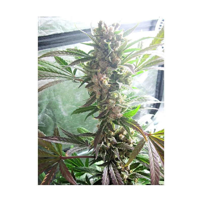 master-kush