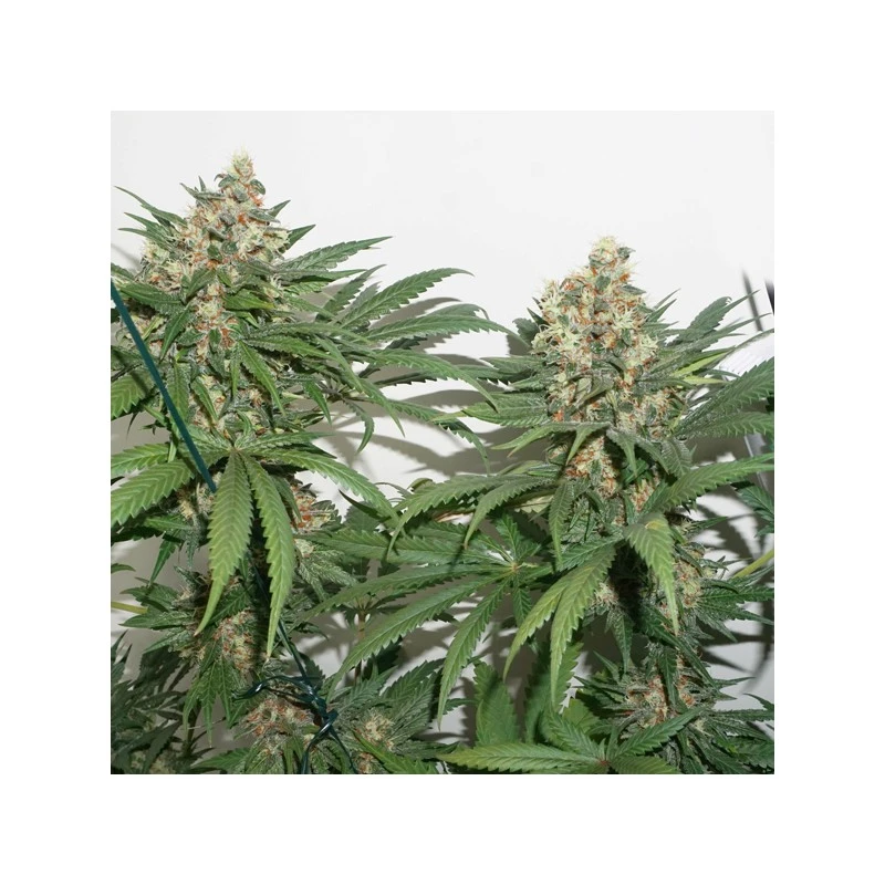 master-kush