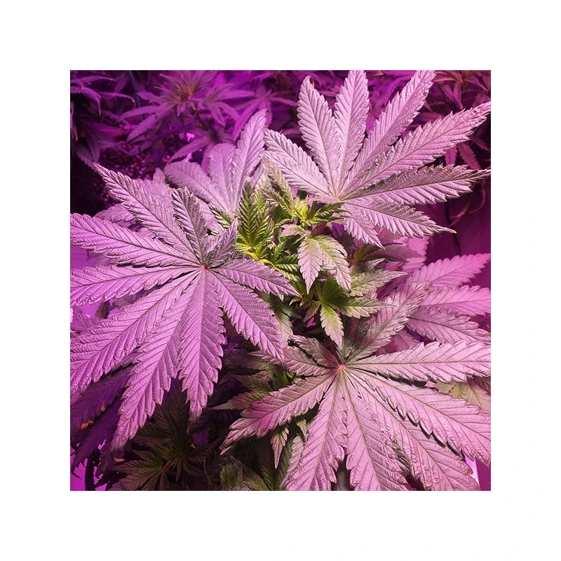 master-kush